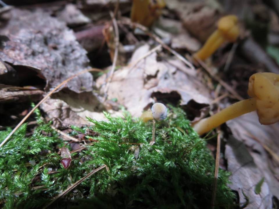 Hypomyces leotiicola image