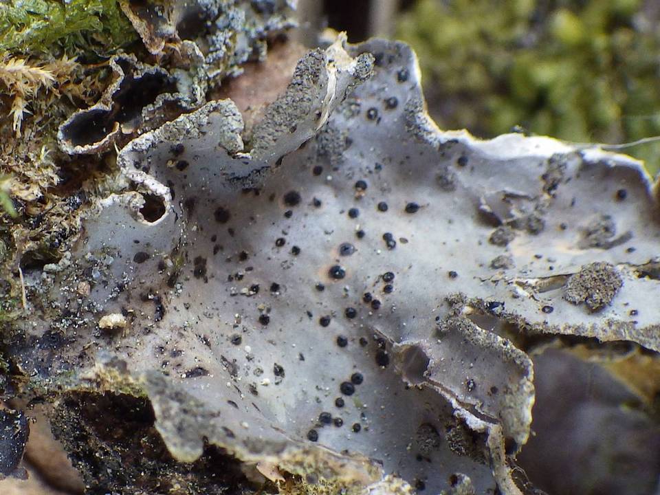 Abrothallus welwitschii image