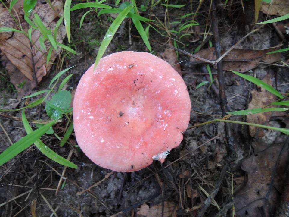 Russula corallina image
