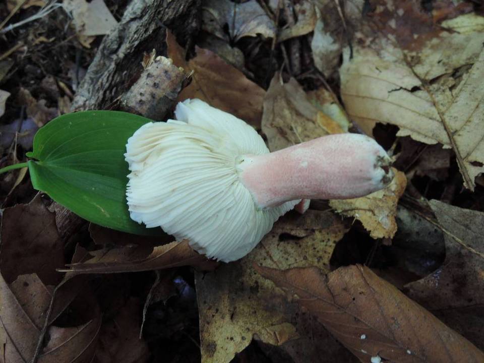 Russula corallina image