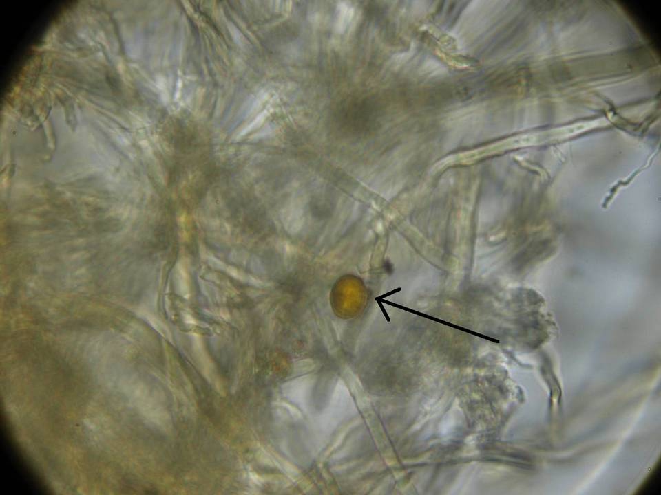 Ganoderma weberianum image
