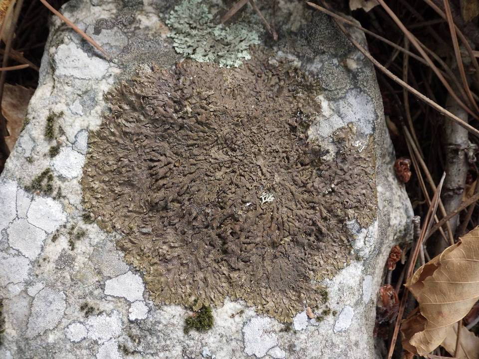 Neofuscelia delisei image
