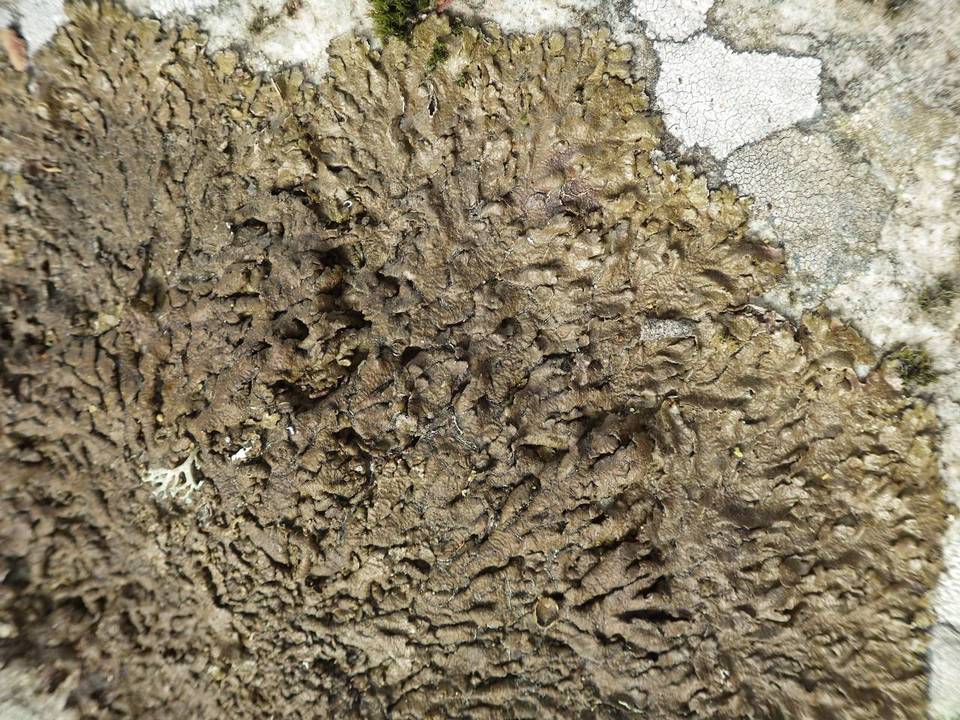 Neofuscelia delisei image