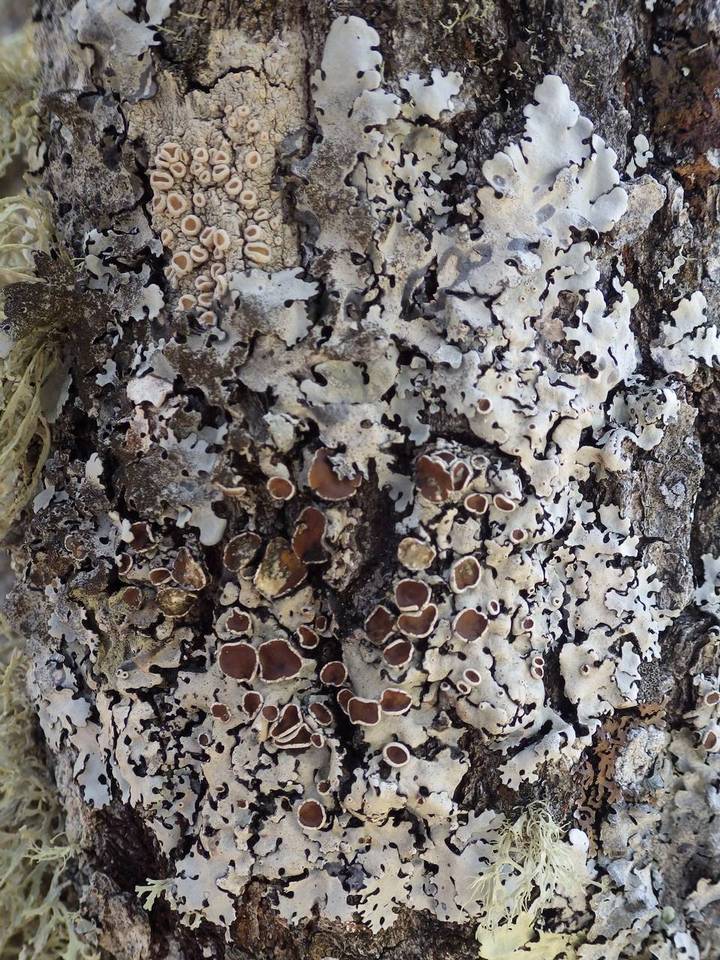 Parmelina carporrhizans image