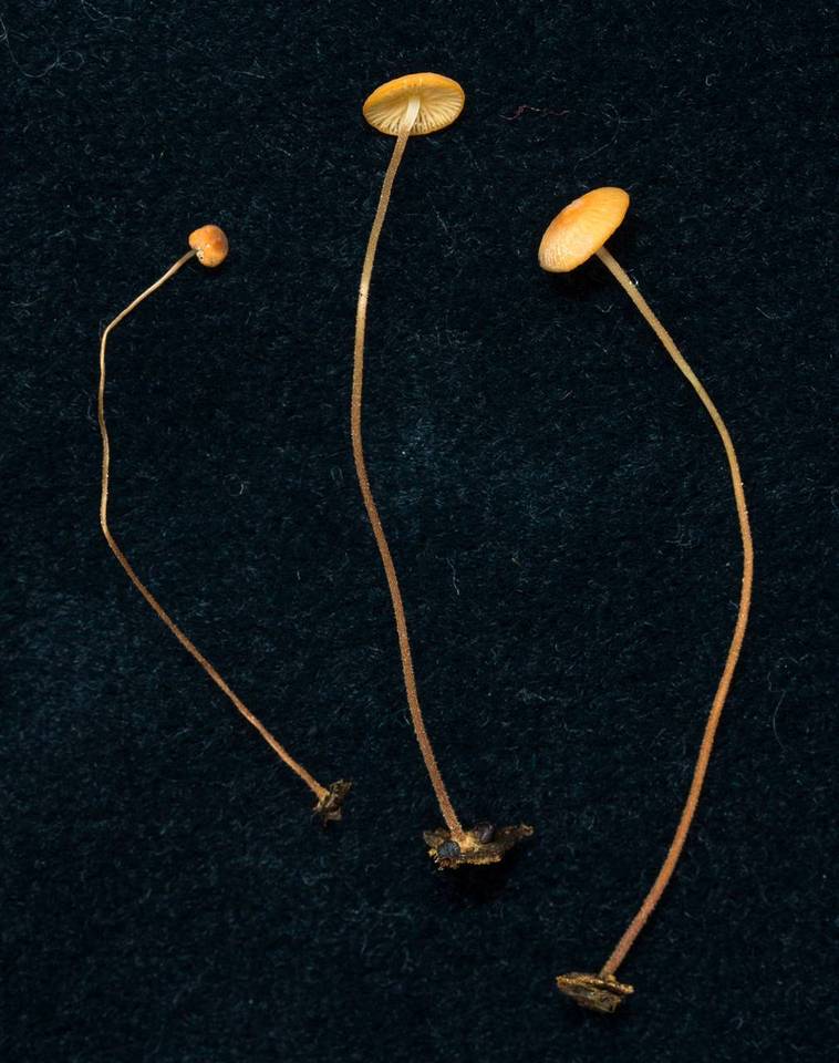 Marasmius nummularius image