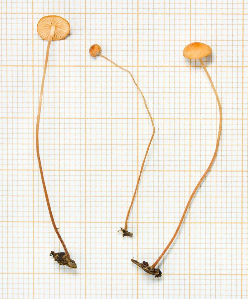 Marasmius nummularius image
