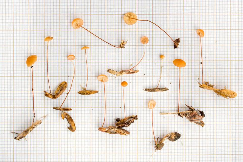 Marasmius nummularius image