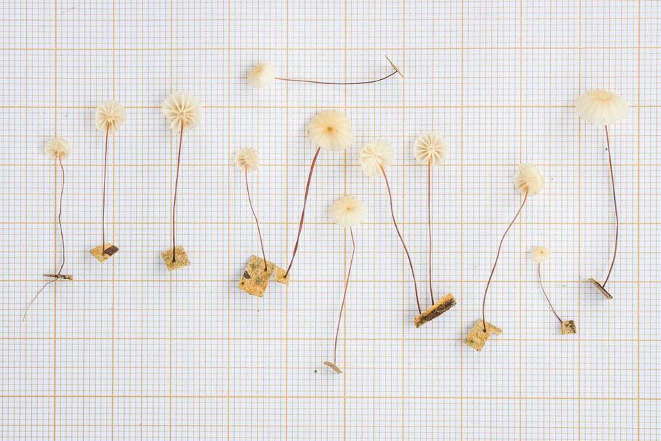 Marasmius somalomoensis image