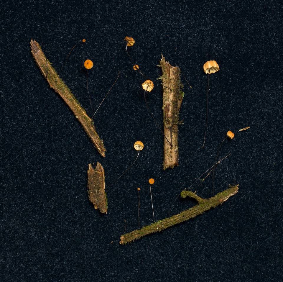 Marasmius madagascariensis image