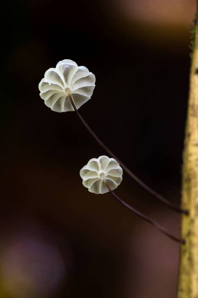 Marasmius rotalis image