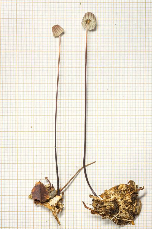 Marasmius megistus image