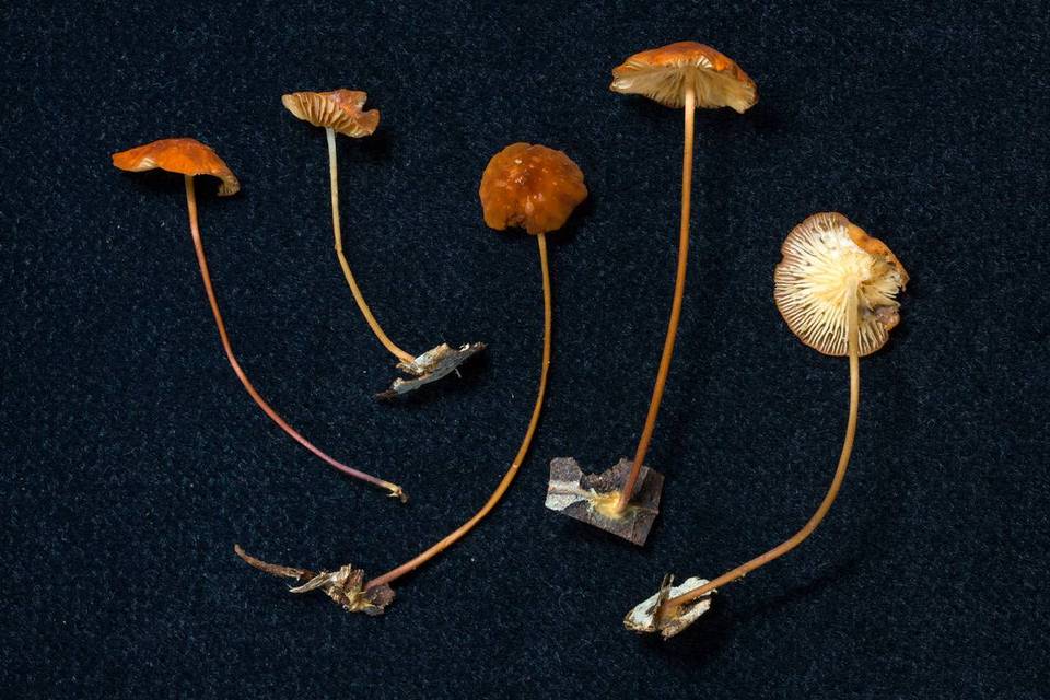 Marasmius corrugatiformis image