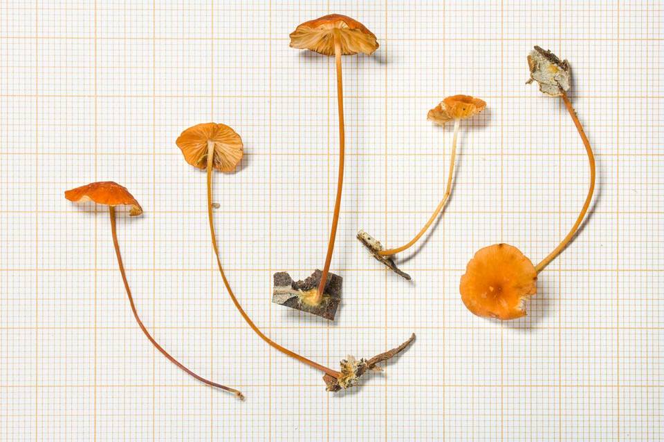 Marasmius corrugatiformis image