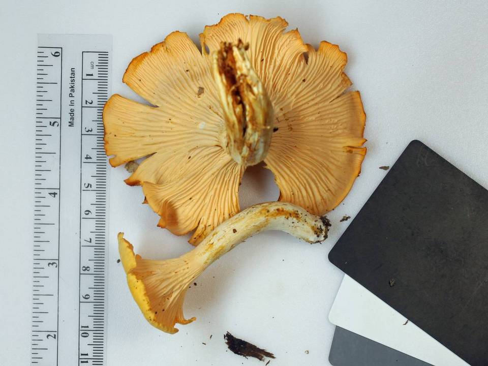 Cantharellus phasmatis image
