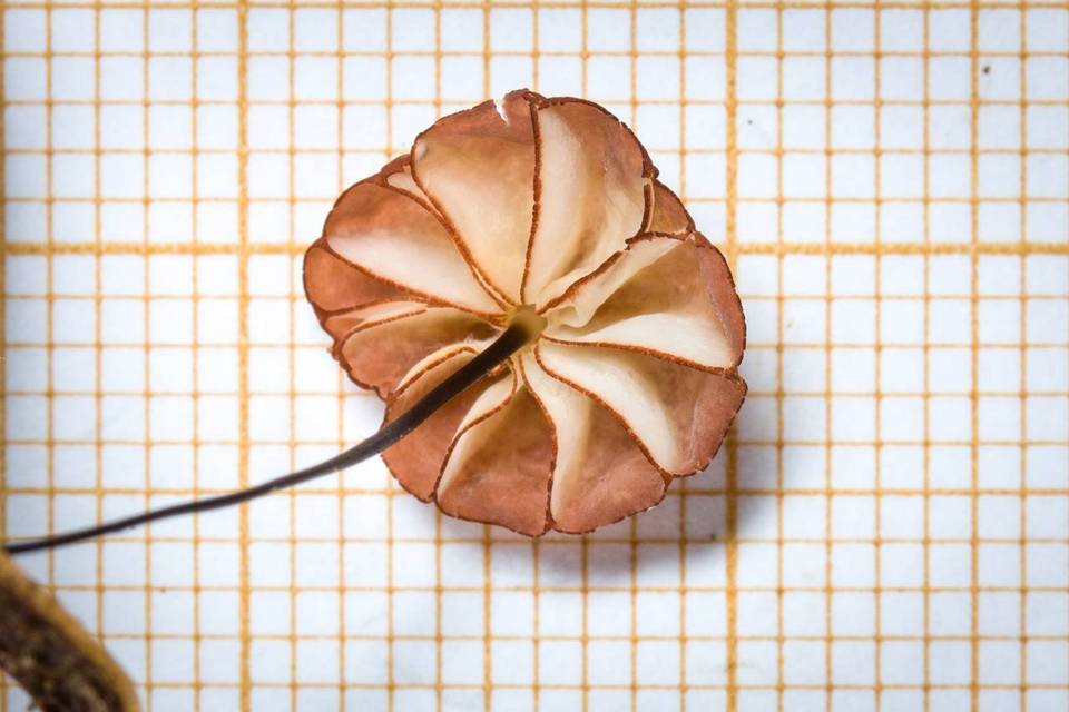 Marasmius rubrobrunneus image