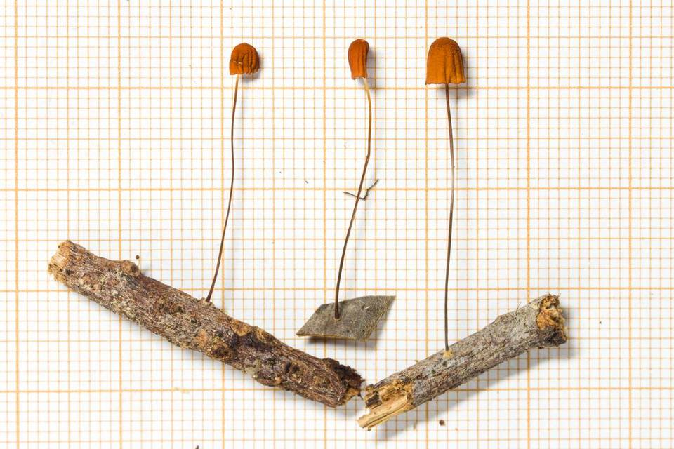 Marasmius bambusiniformis image