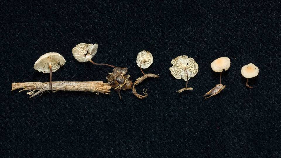 Marasmius dendrosetosus image