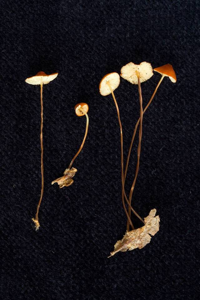 Marasmius ferruginoides image
