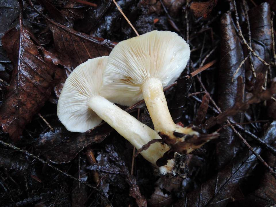 Lactarius torminosus var. nordmanensis image