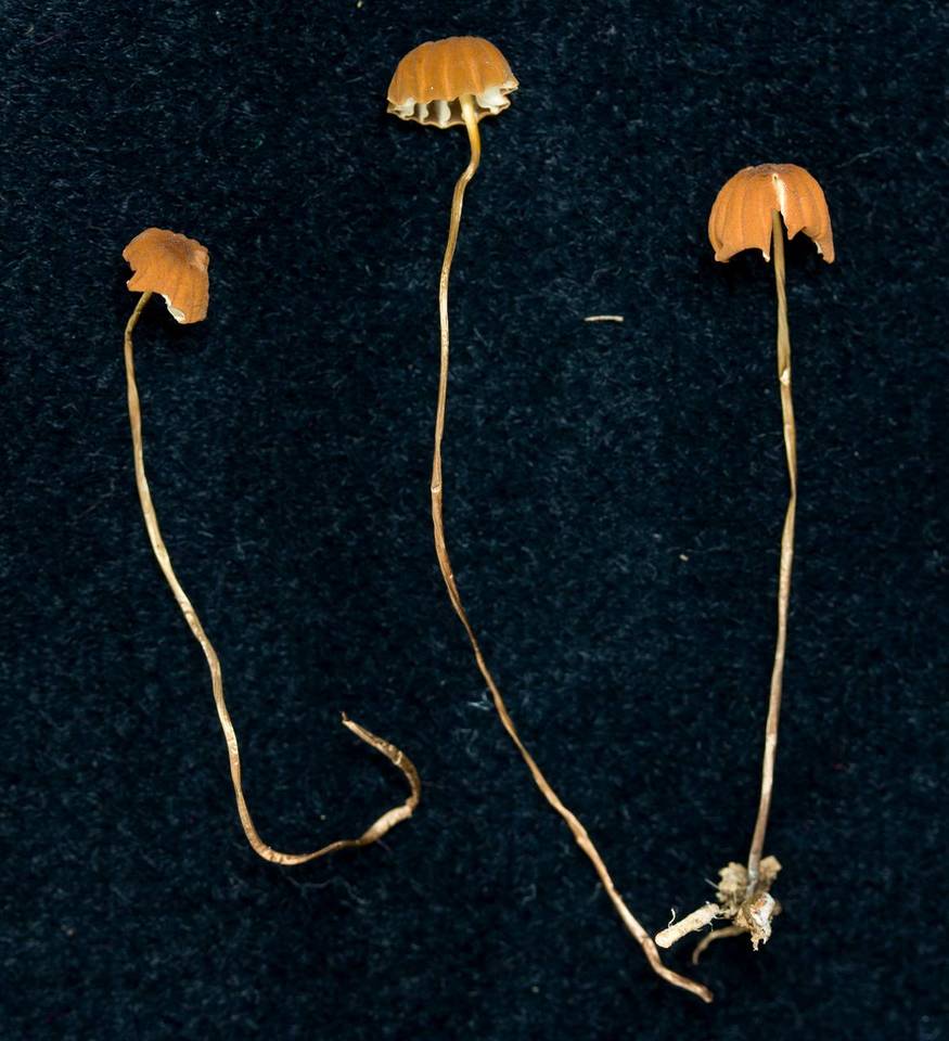 Marasmius hinnuleus image