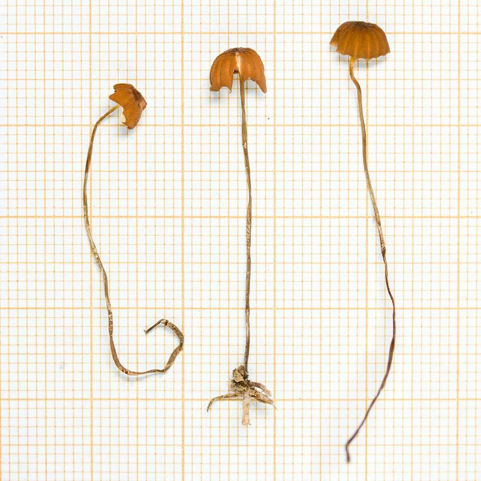Marasmius hinnuleus image