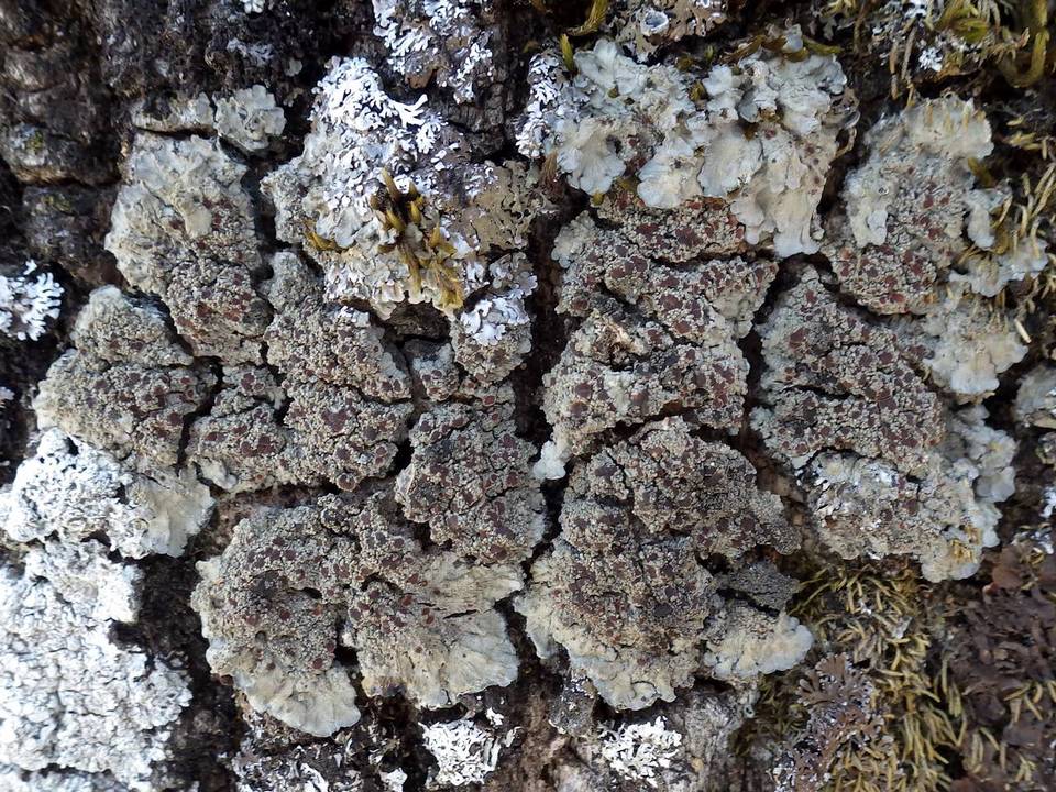 Degelia plumbea image