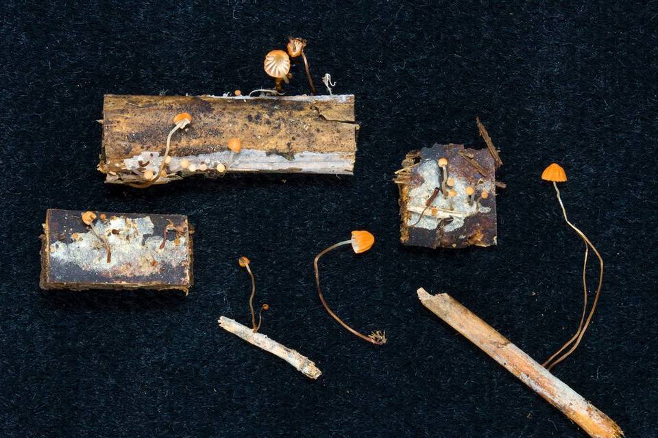 Marasmius tanaensis image