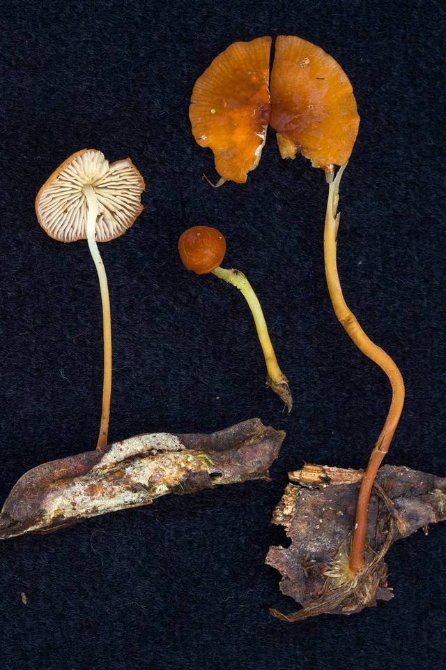 Marasmius katangensis image