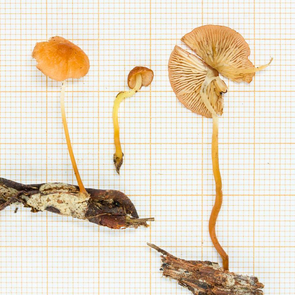 Marasmius katangensis image