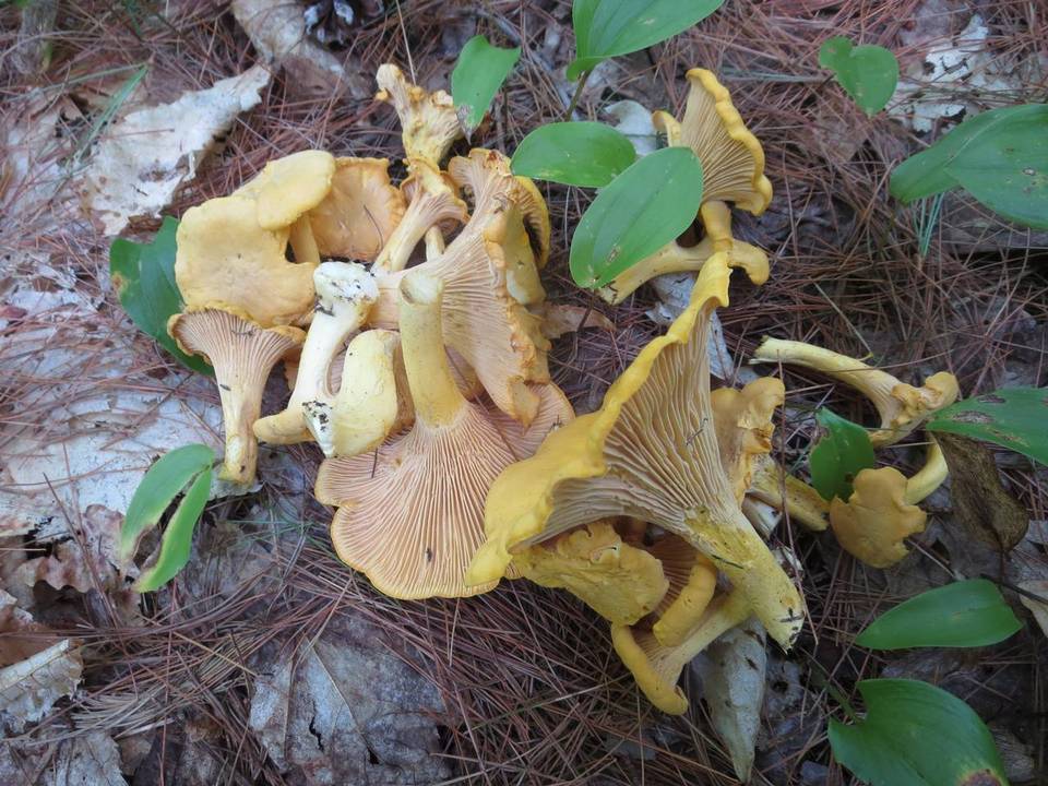Cantharellus spectaculus image