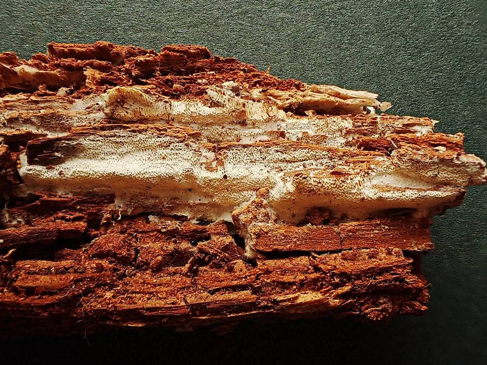 Ceriporiopsis subvermispora image