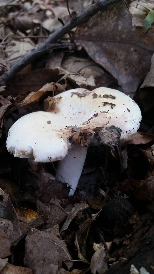 Russula flavisiccans image