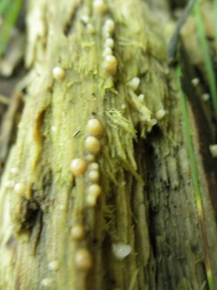 Helicogloea image
