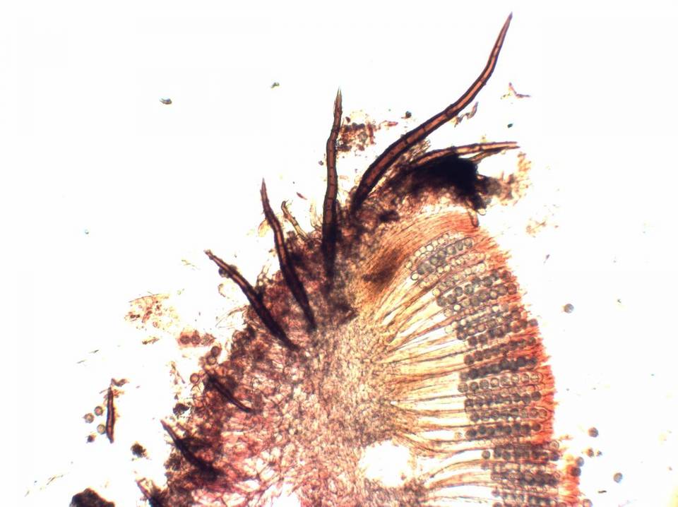 Scutellinia legaliae image