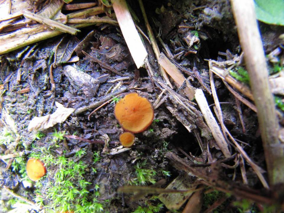 Melastiza cornubiensis image