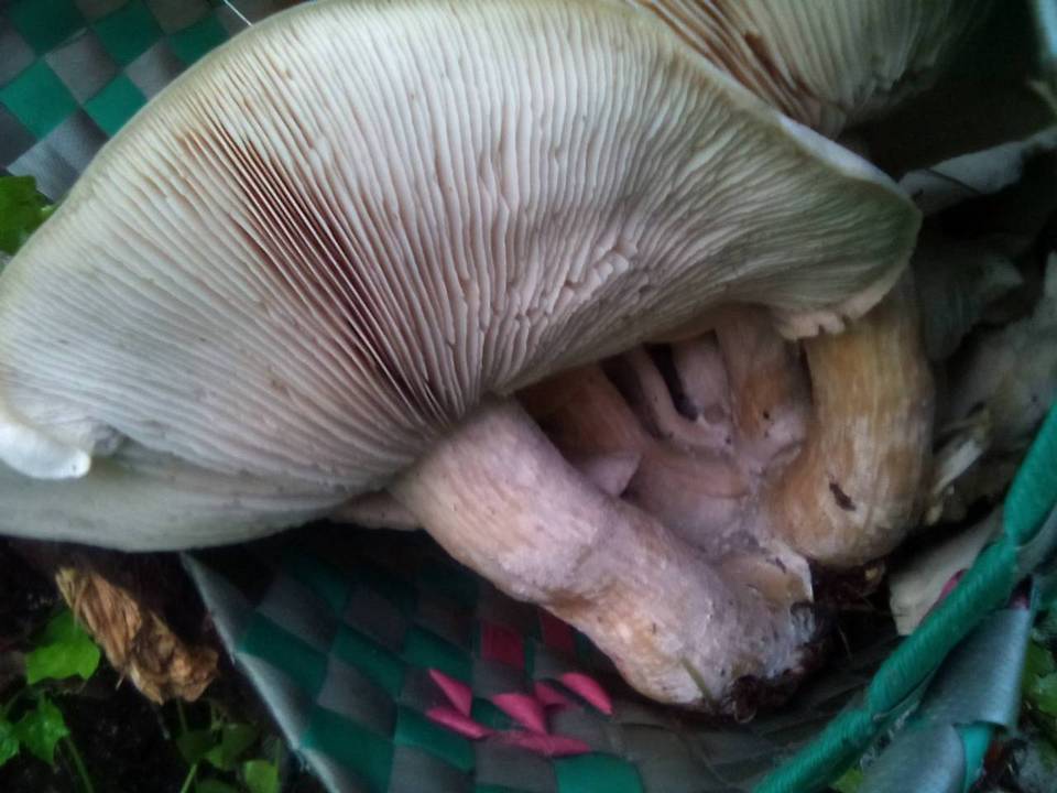 Macrocybe gigantea image