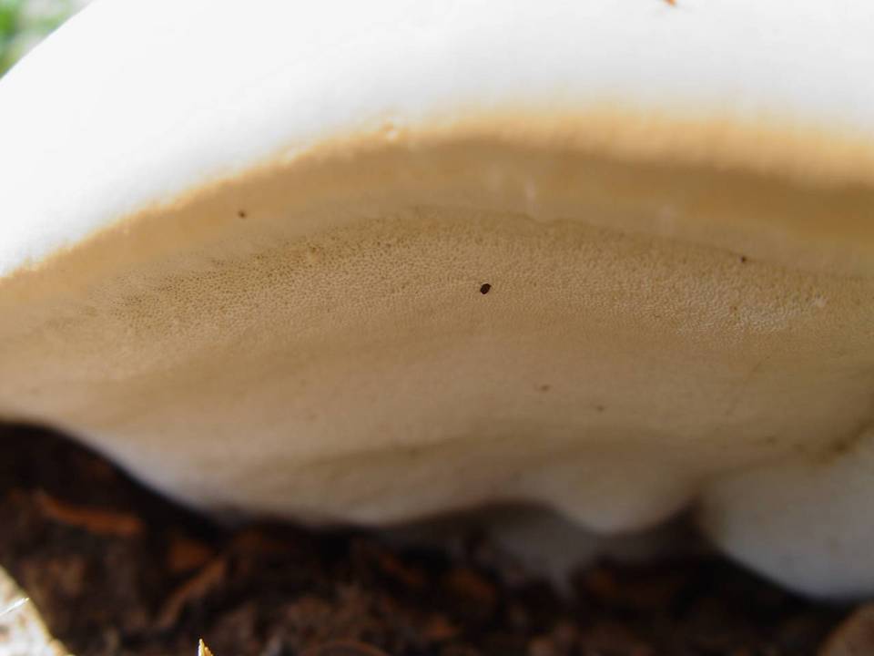 Ganoderma resinaceum image