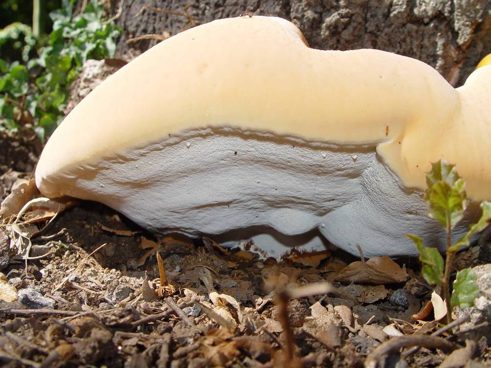 Ganoderma resinaceum image