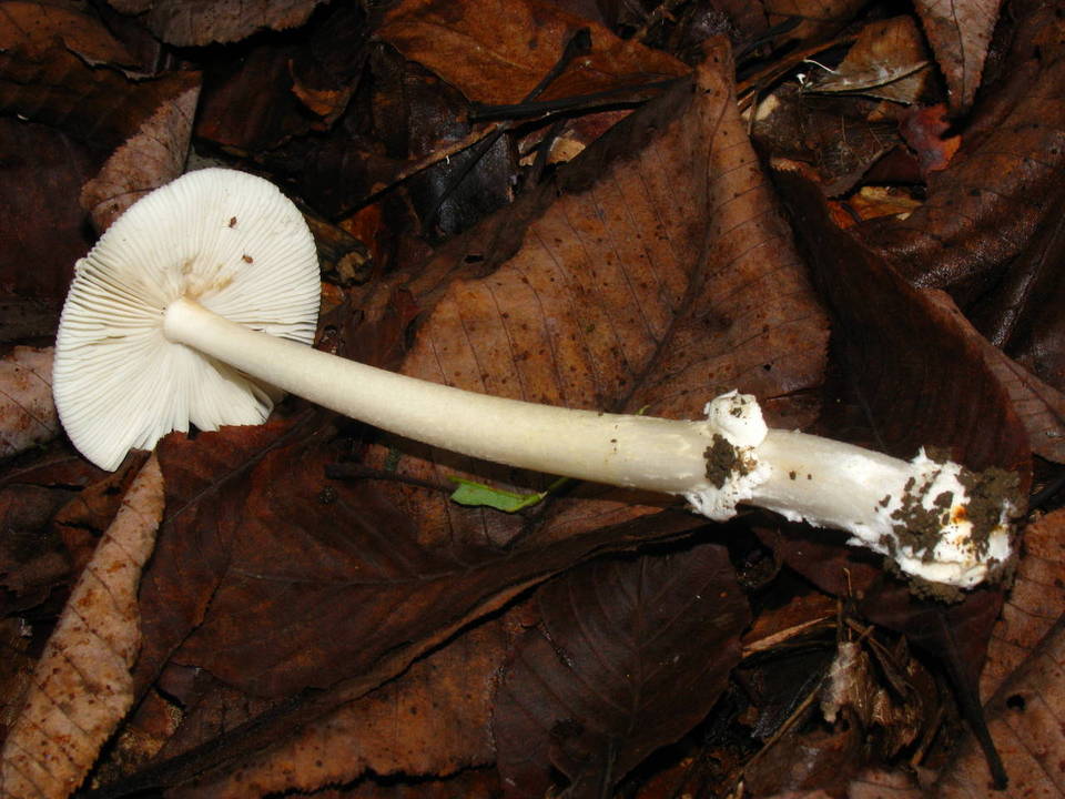 Amanita rasitabula image