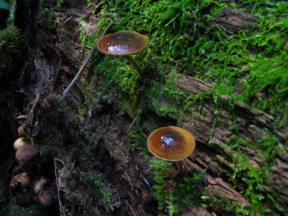 Bolbitius viscosus image