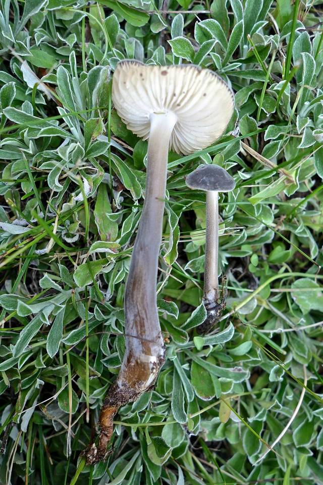 Paraxerula americana image