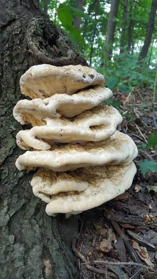 Perenniporia robiniophila image