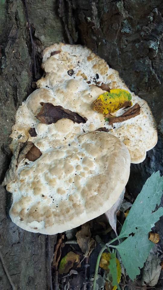 Perenniporia robiniophila image