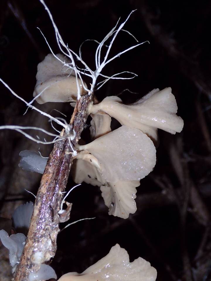 Inflatostereum glabrum image