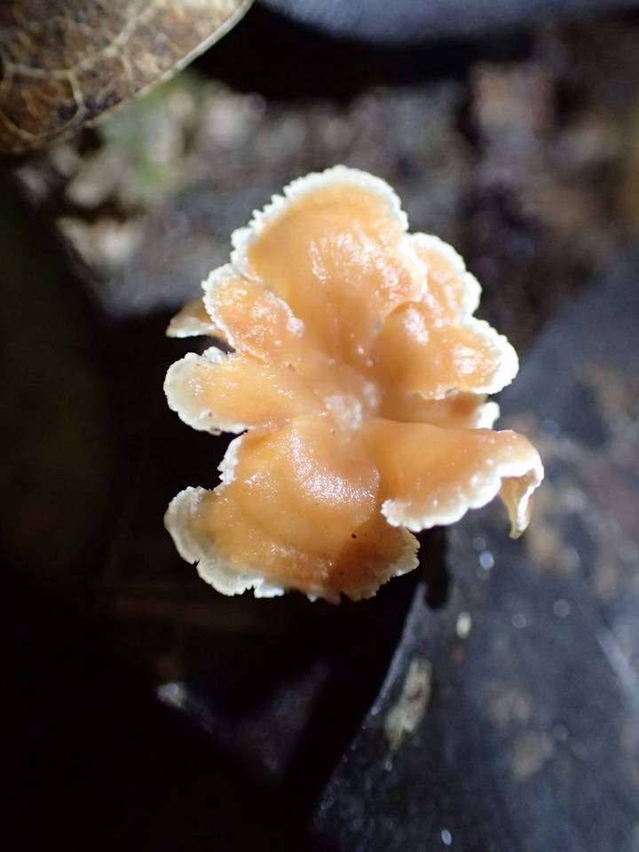 Hydnodon thelephorus image