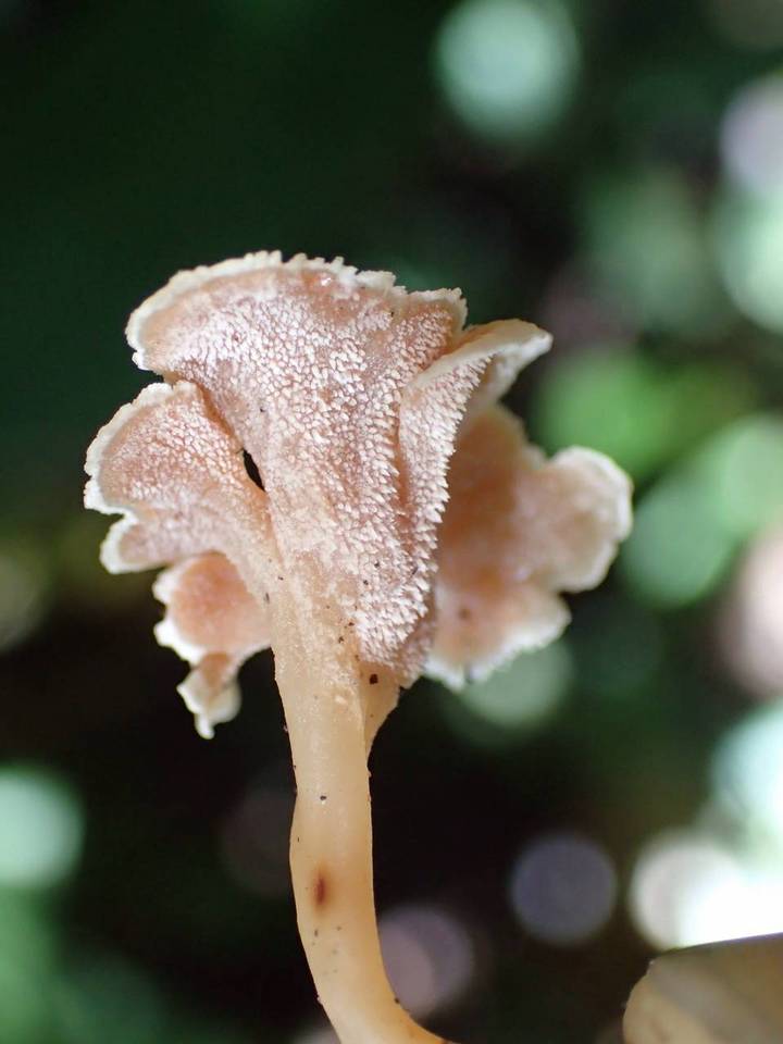 Hydnodon thelephorus image