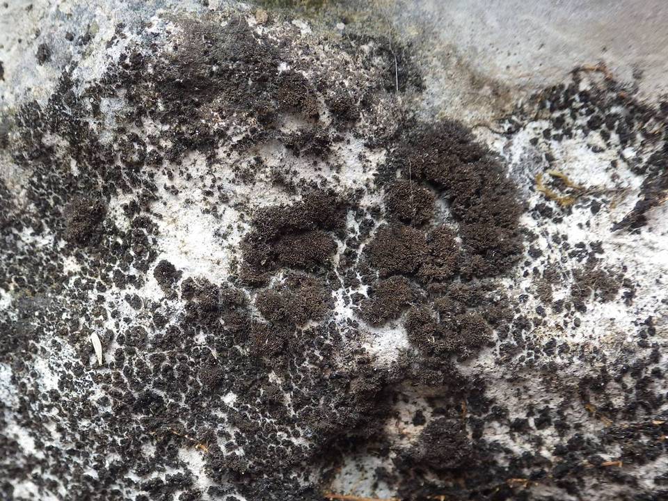 Leptogium teretiusculum image