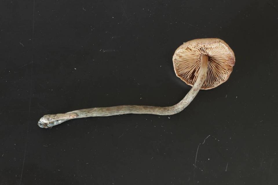Inocybe mucidiolens image