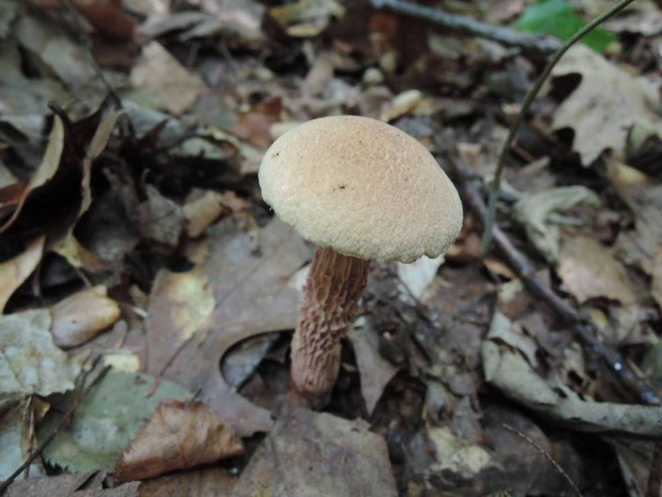 Boletus russellii image