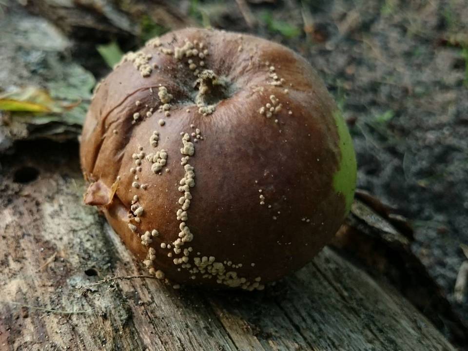 Monilinia fructigena image